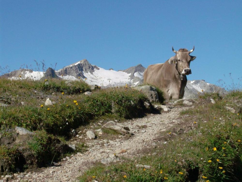 Вілла Diese Einfache Unterkunft- Bergheimat Ist Nur Fuer Backpacker- Rucksacktouristen Und Radfahrer - Huettenfeeling Im Backpackerhoues- Ganz Einfach - Ganz Unkompliziert - Ganz Relaxd Linthal Екстер'єр фото